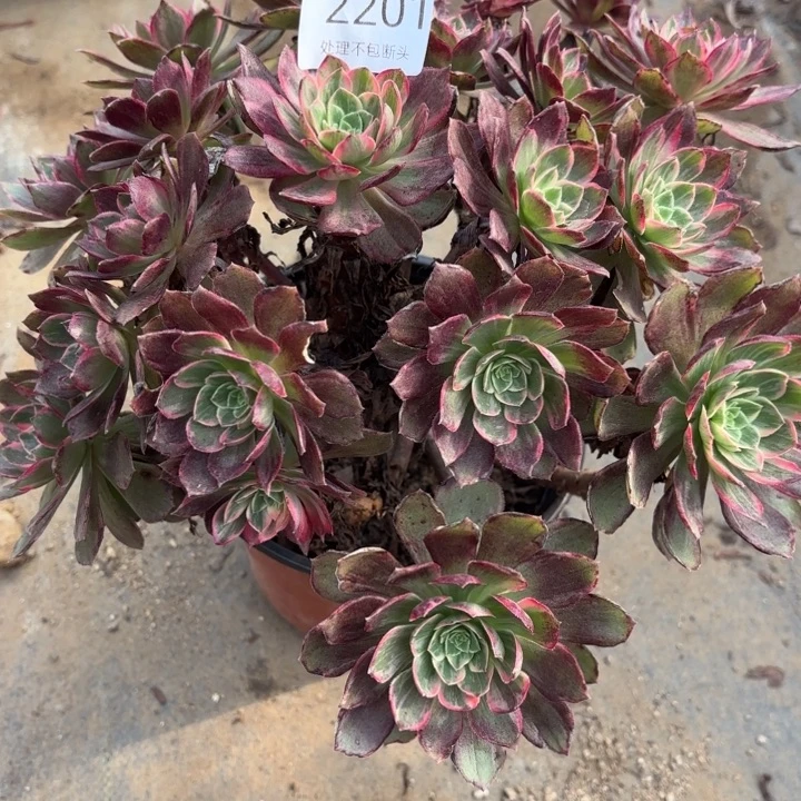 万花筒多肉处理不包断头2201