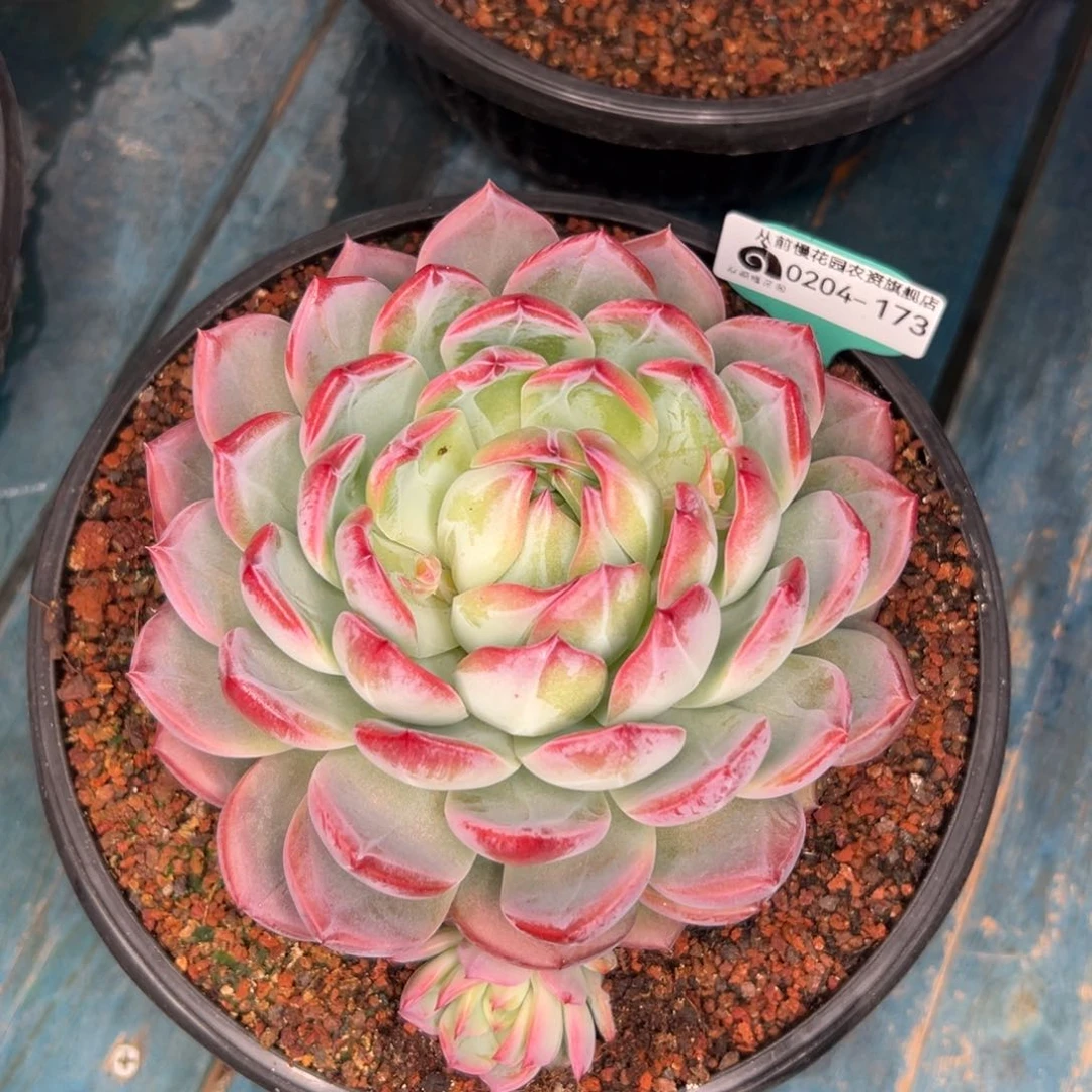 多肉一物一拍0204-173