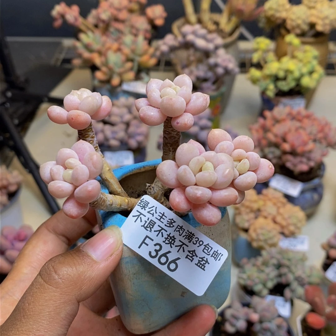 366鱼子酱多肉有断枝