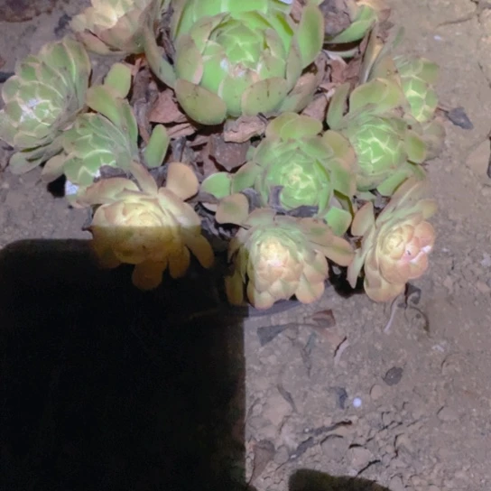 无花朵919多肉植物雨荷变异