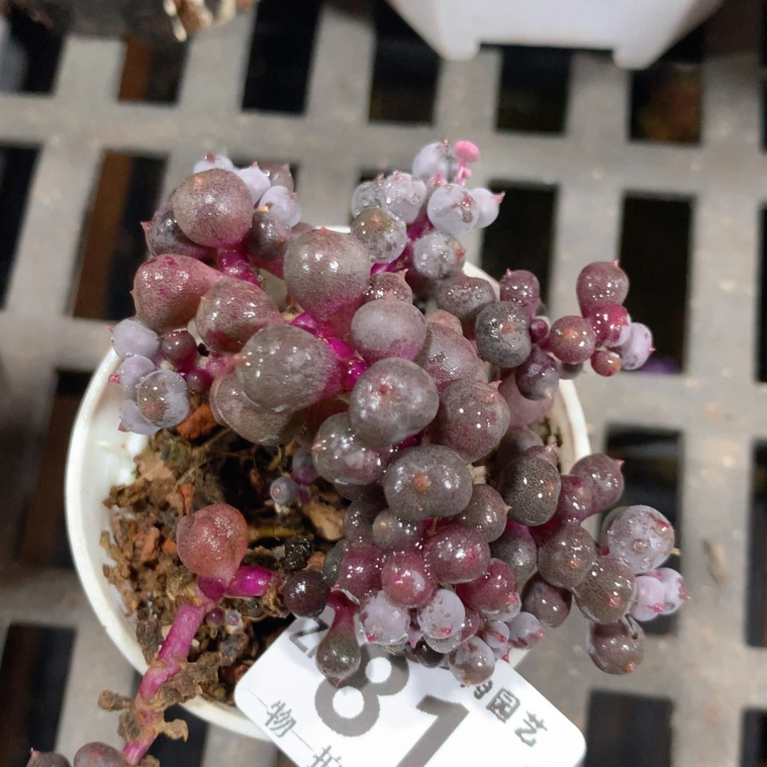 5CM拇指盆精控多肉ZF814