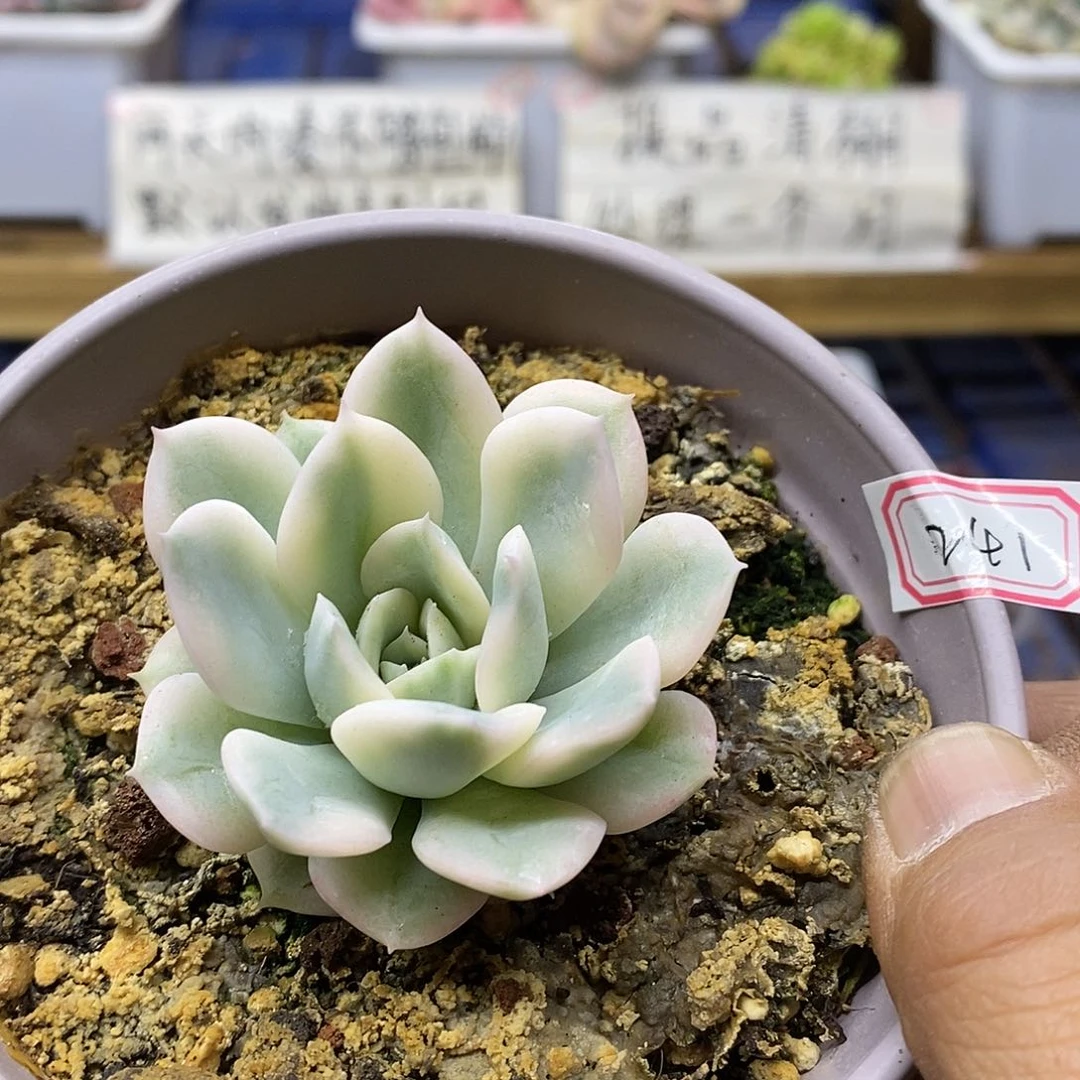 29241 月亮仙子白覆轮锦