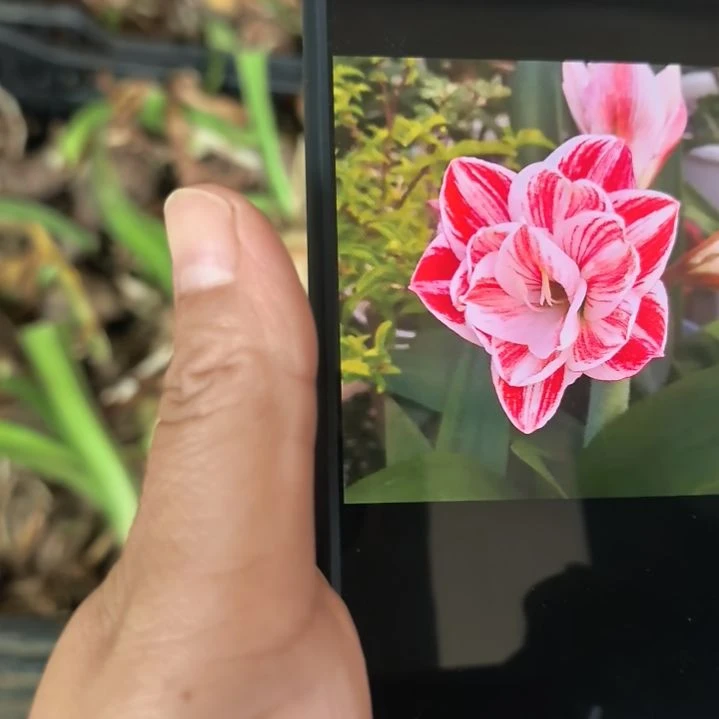当前无花栽培后可以开花跳跃5厘米裸根球