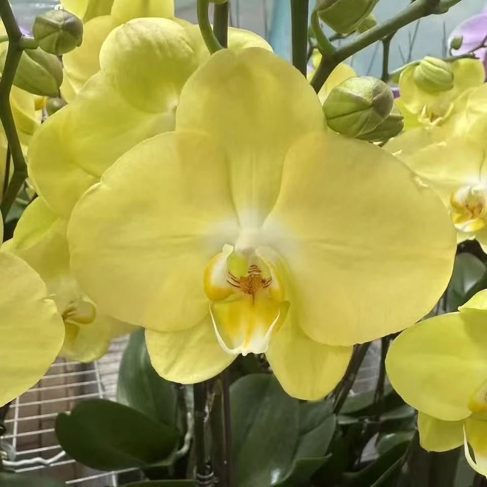 蝴蝶兰《青睐》花梗苗3.5寸（黄绿色）年宵花