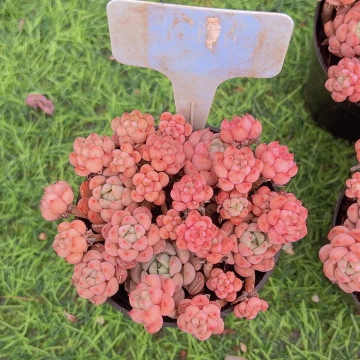 健健康康平平安安