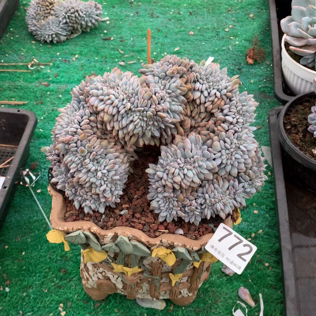 772橙子缀多肉植物