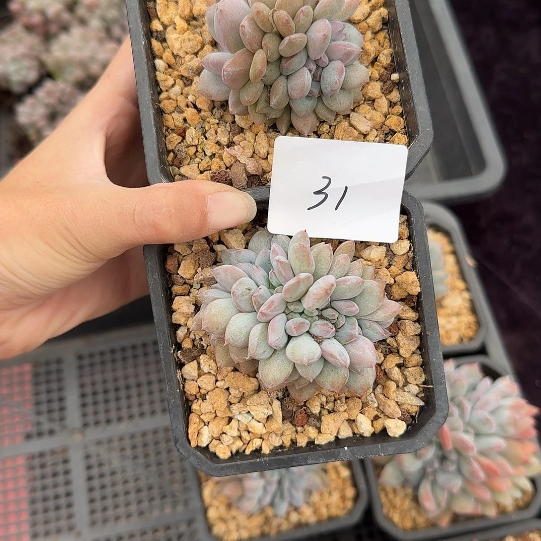 两颗星影缀化一物一拍31