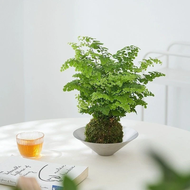 铁线蕨苔藓球四季常绿净化空气茶桌办公桌首选绿植室内书房好养活