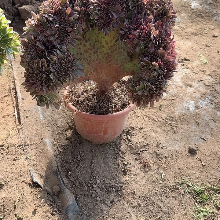 碧缀话脱土发货zhuihua