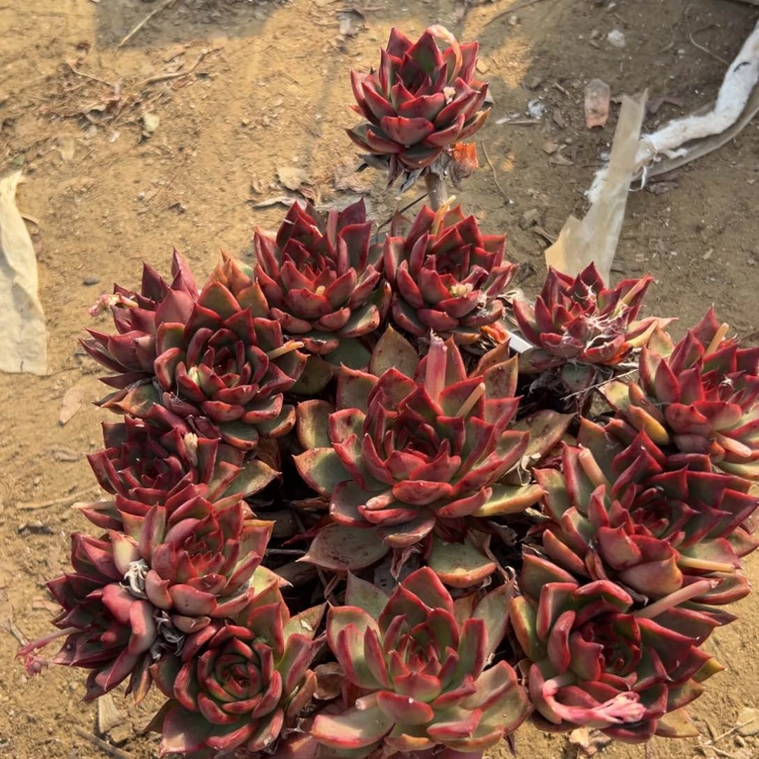 多肉植物野马冬云