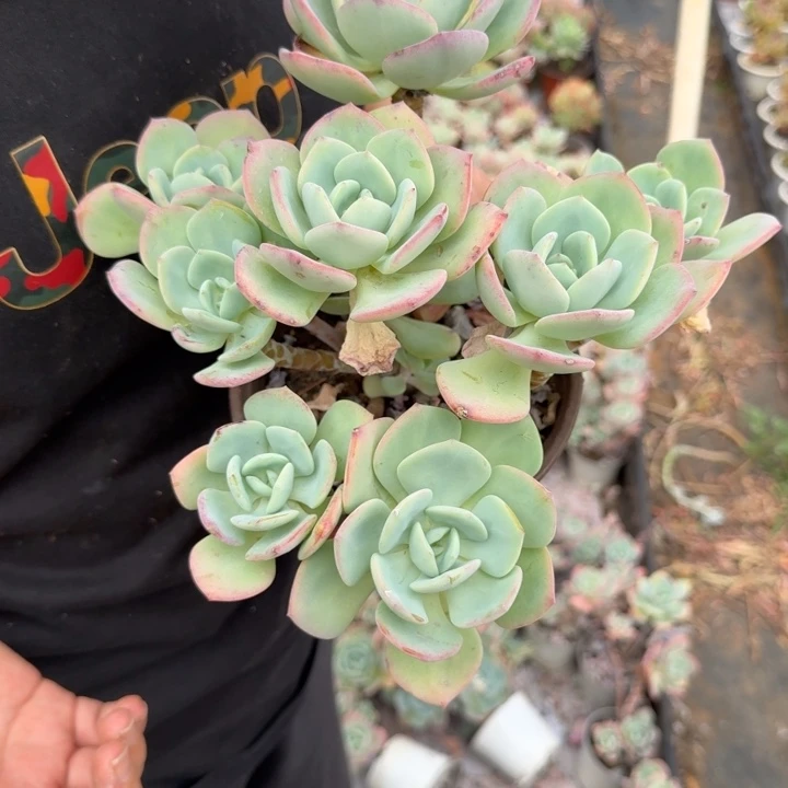 白月光四头起发老桩