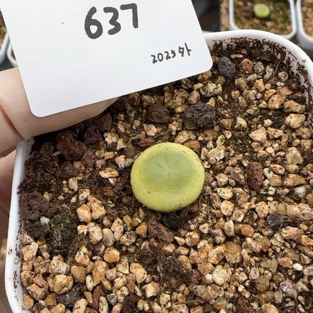 ○****ゞ多肉多肉多肉2025-637