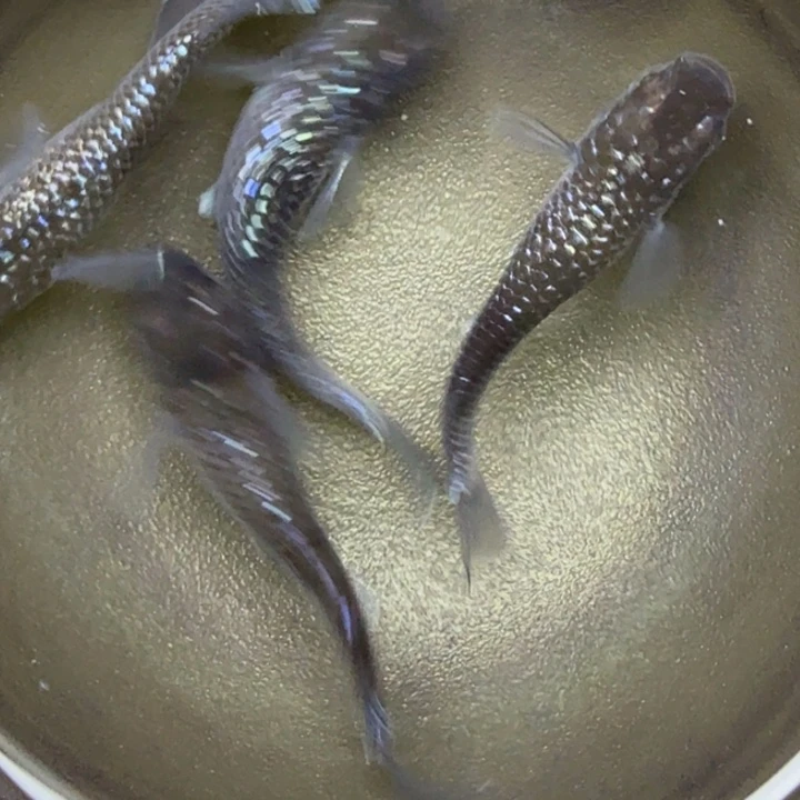 青鳉鱼星光礼服21号