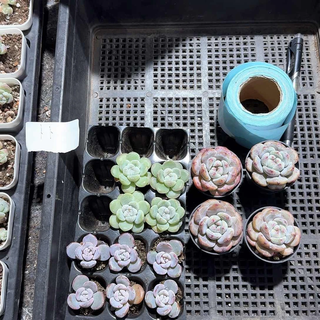 卜卜一物一拍专拍