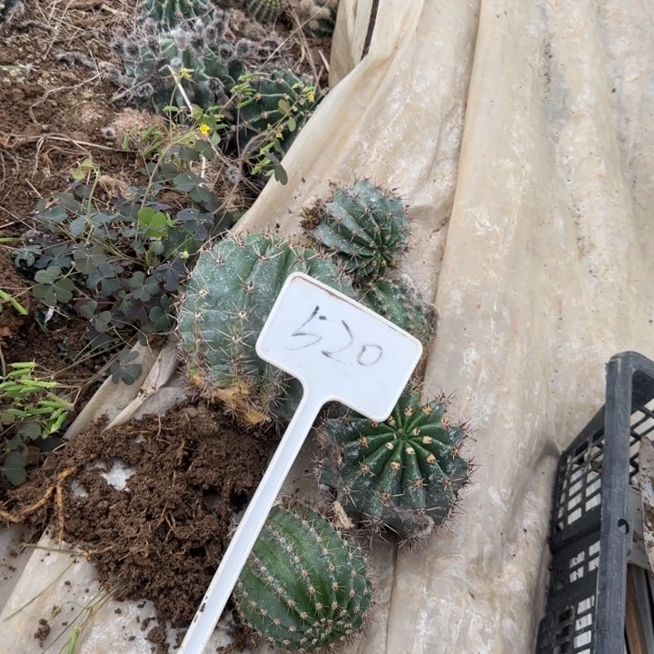 秀***姐520号实生彩草25的彩草