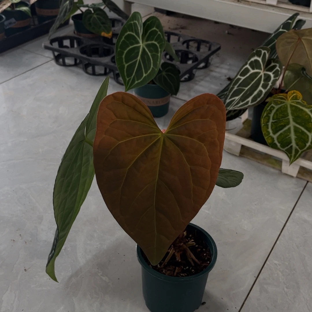 无花朵黑水晶杂奢华3670