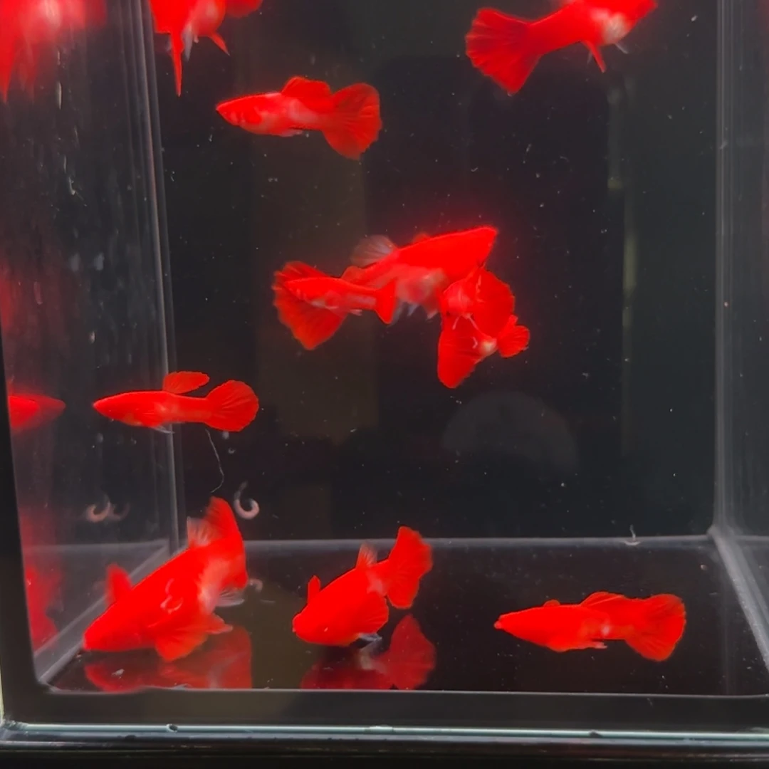 孔雀鱼通背分水10条送2公