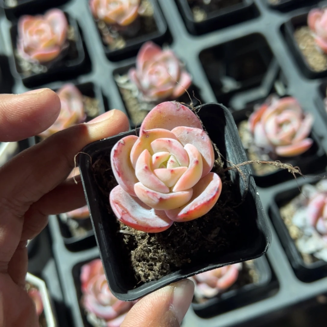 精控布鲁蓝单头到手2颗 量拍多肉