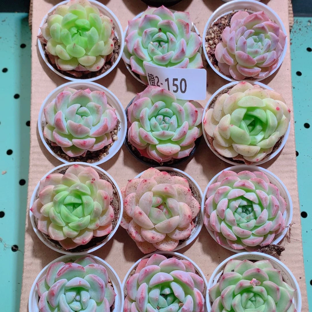 2-150一物一拍带盆18颗