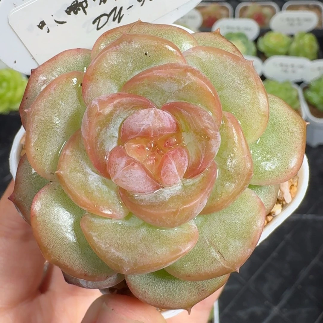 0923-098-芳草混单头
