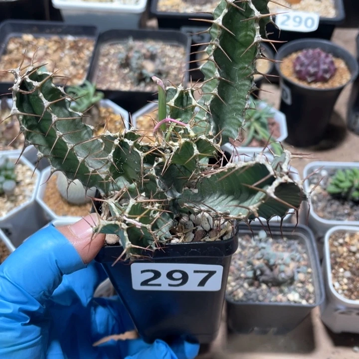 297实生火山大戟块根