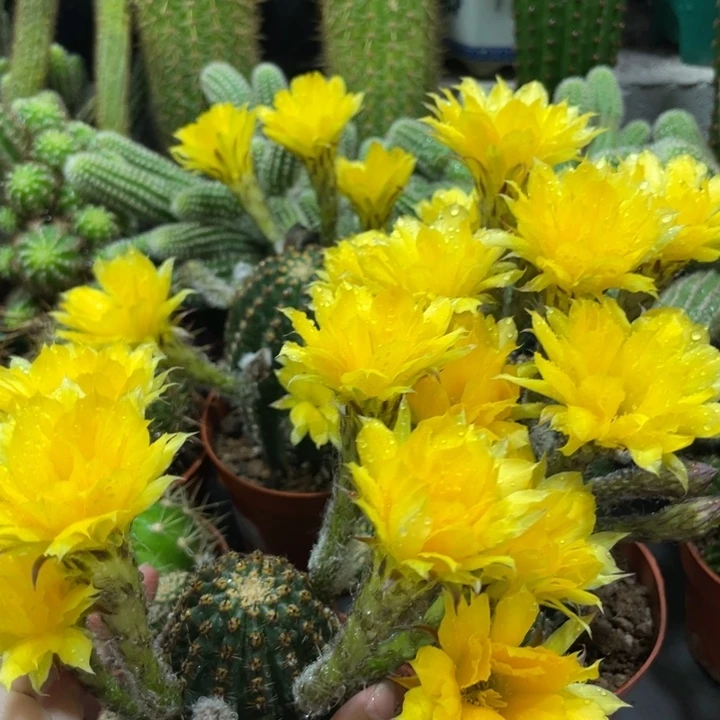 新品大型黄花金刚带花苞