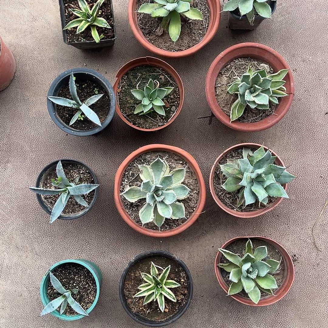 *****龙舌兰三颗小苗花卉