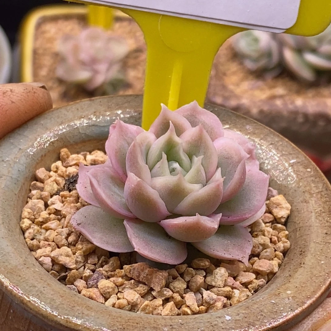 3184水晶虾饺多肉植物