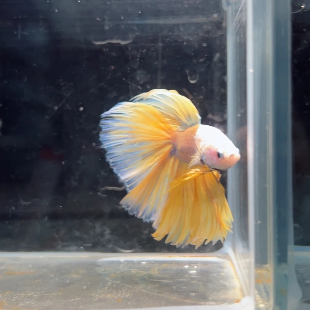 斗鱼浅色仙仙裙特殊尾