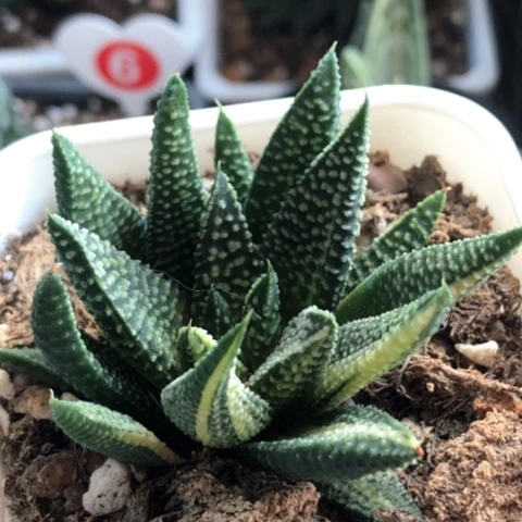 向山锦带盆发货哈哈哈哈哈