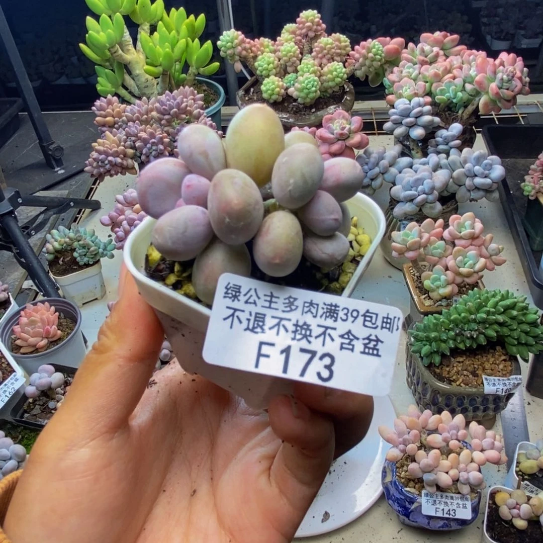 小*173糖豆奶多肉4c m