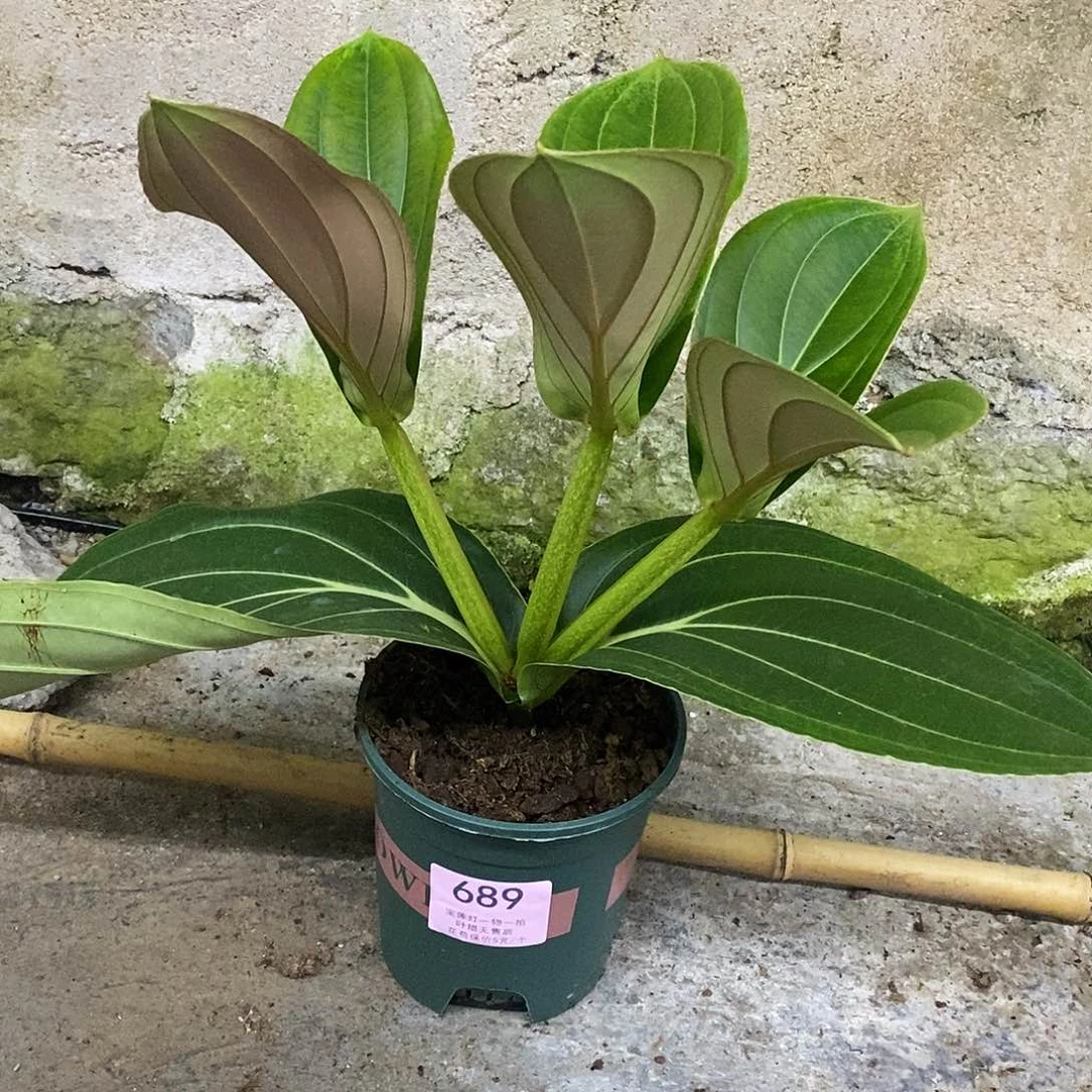 木本植物1*1木本花卉689