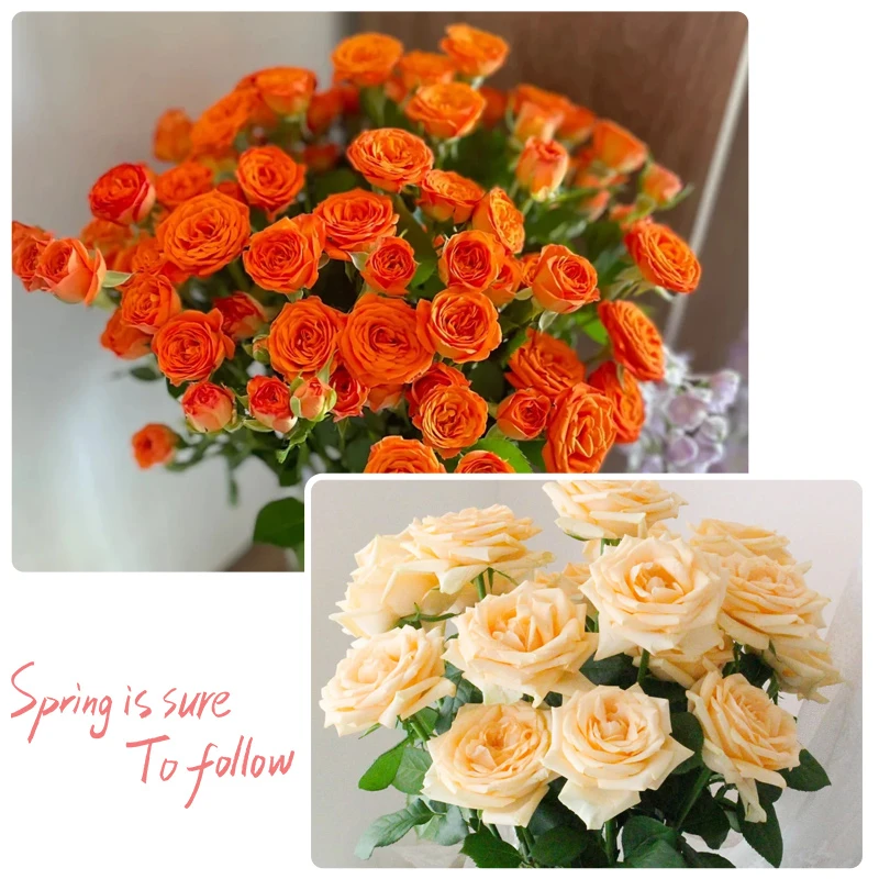 【云舍花卉】【鲜花组合】橙色芭比10支+蜜桃雪山10支