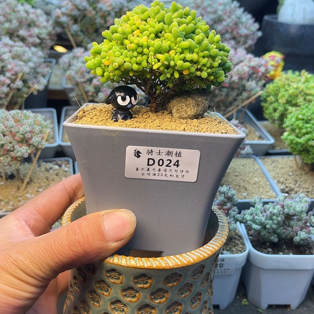 幼***子024蜜橘糖球含盆枝干多肉