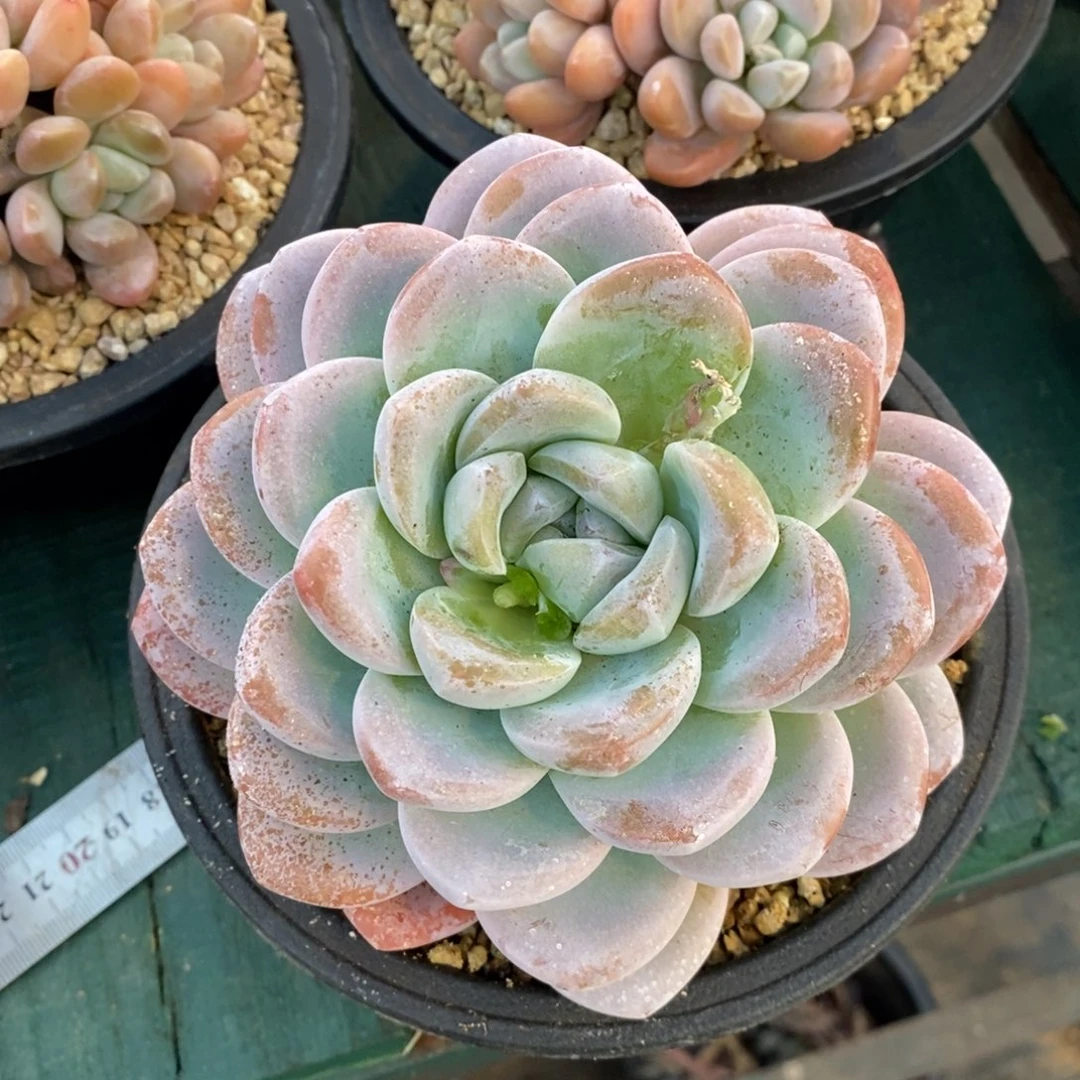 布*叠叶冰玉大单头，1234567994