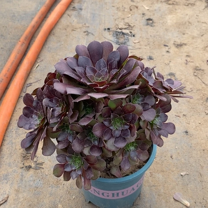 荷兰玫瑰多肉植物14