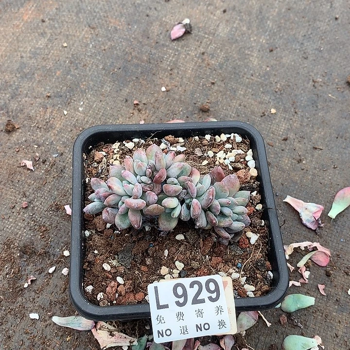 臭***活奥普琳娜朵朵 多肉植物.9.28号发货