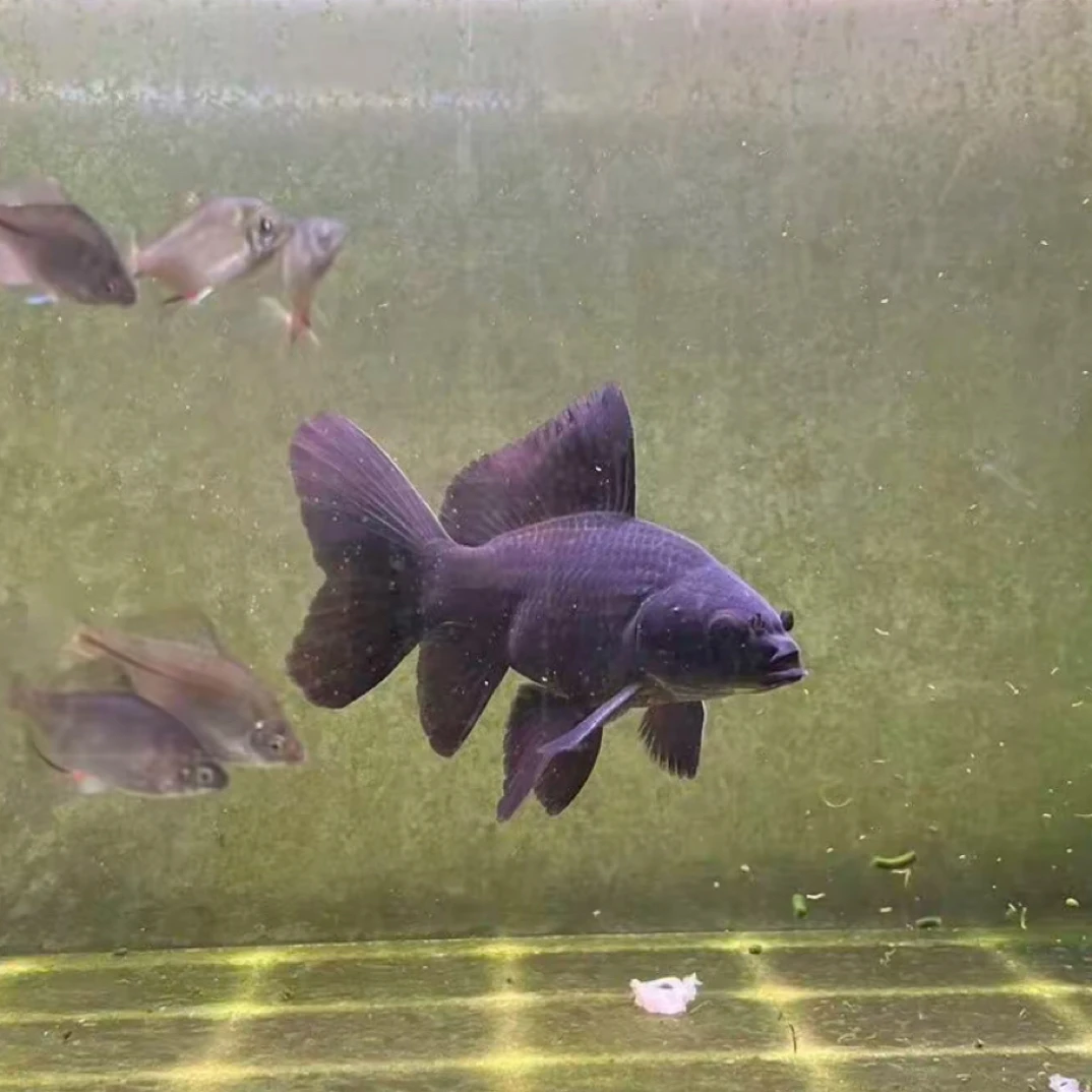 河鲤有余（运费或其他差价）乱拍不发货