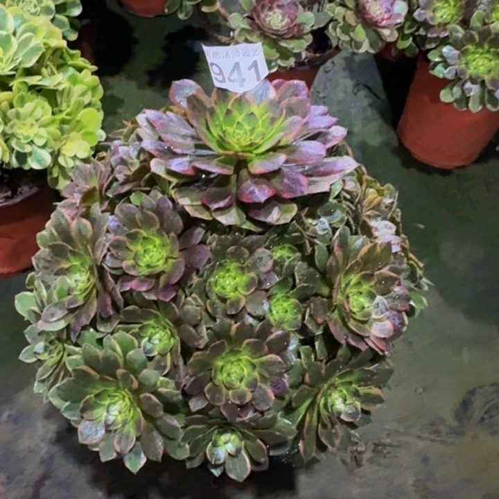 多肉半夏9410000000000