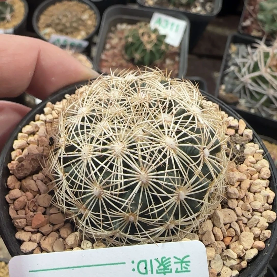 海胆 实生仙人球590