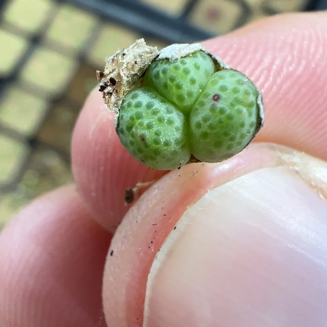 30-140量拍3头龙猫斑马一颗