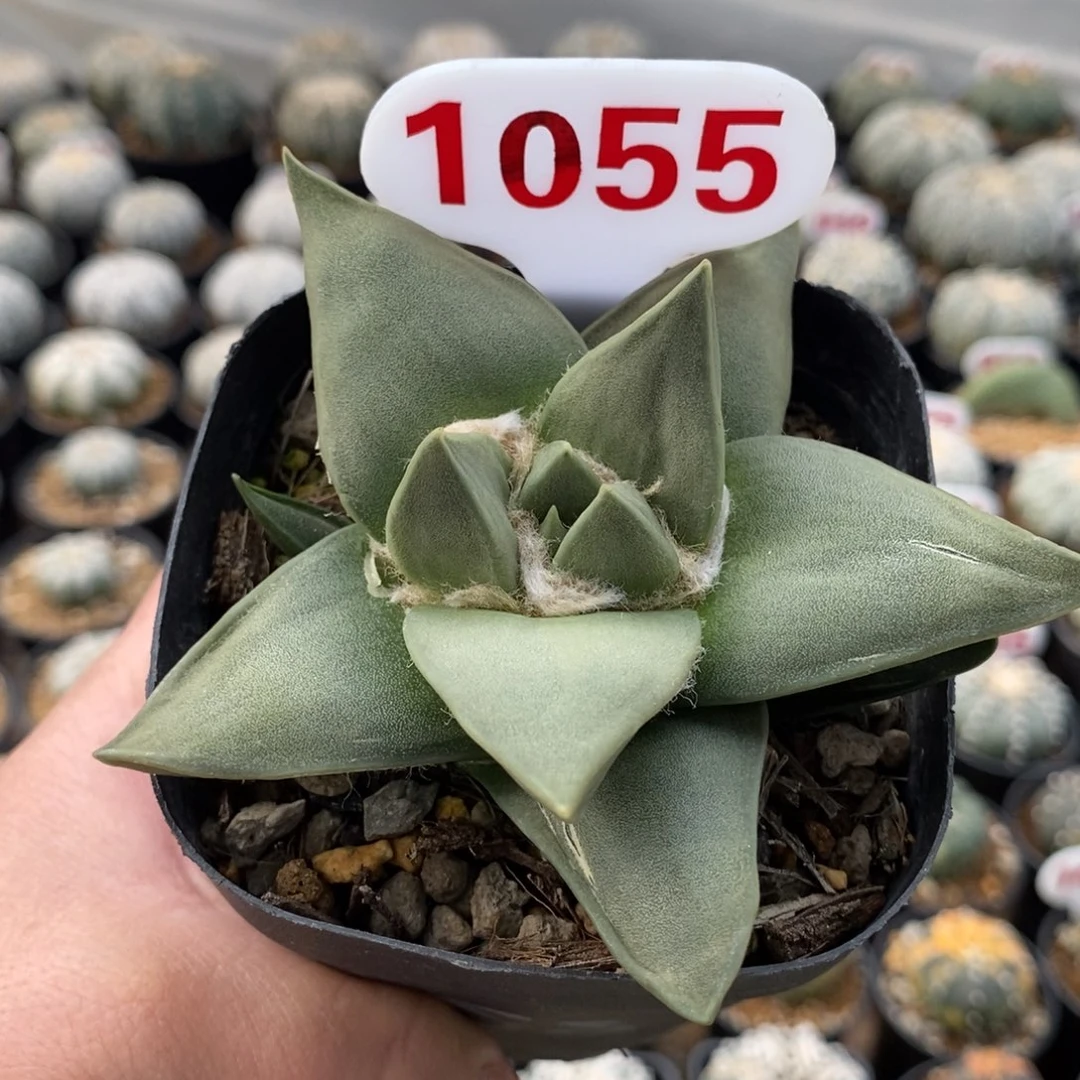 1055岩牡丹福利来啦