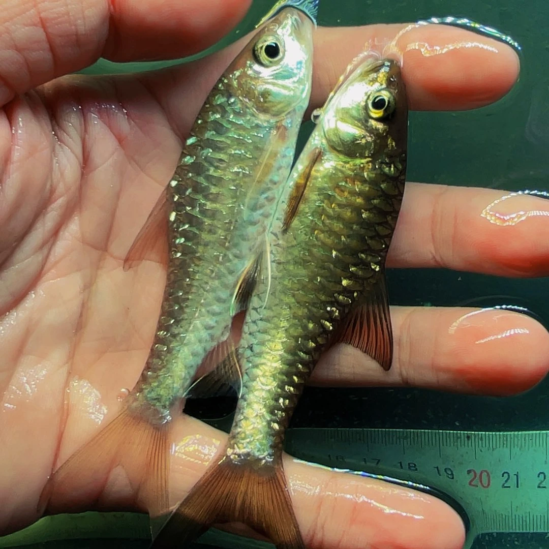 吉罗鱼亨氏11.5+北马红丘11.5