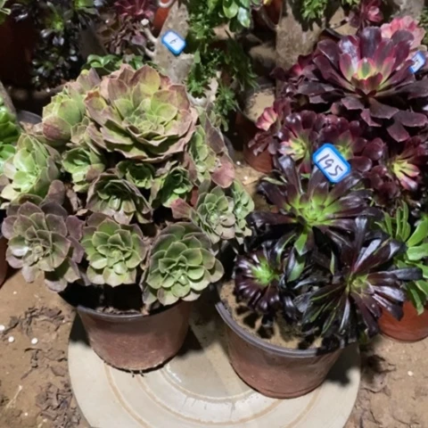 两颗法师一物一拍