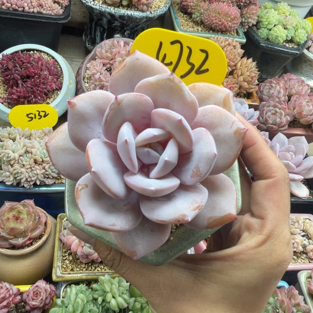 韩货奶茶老桩4732