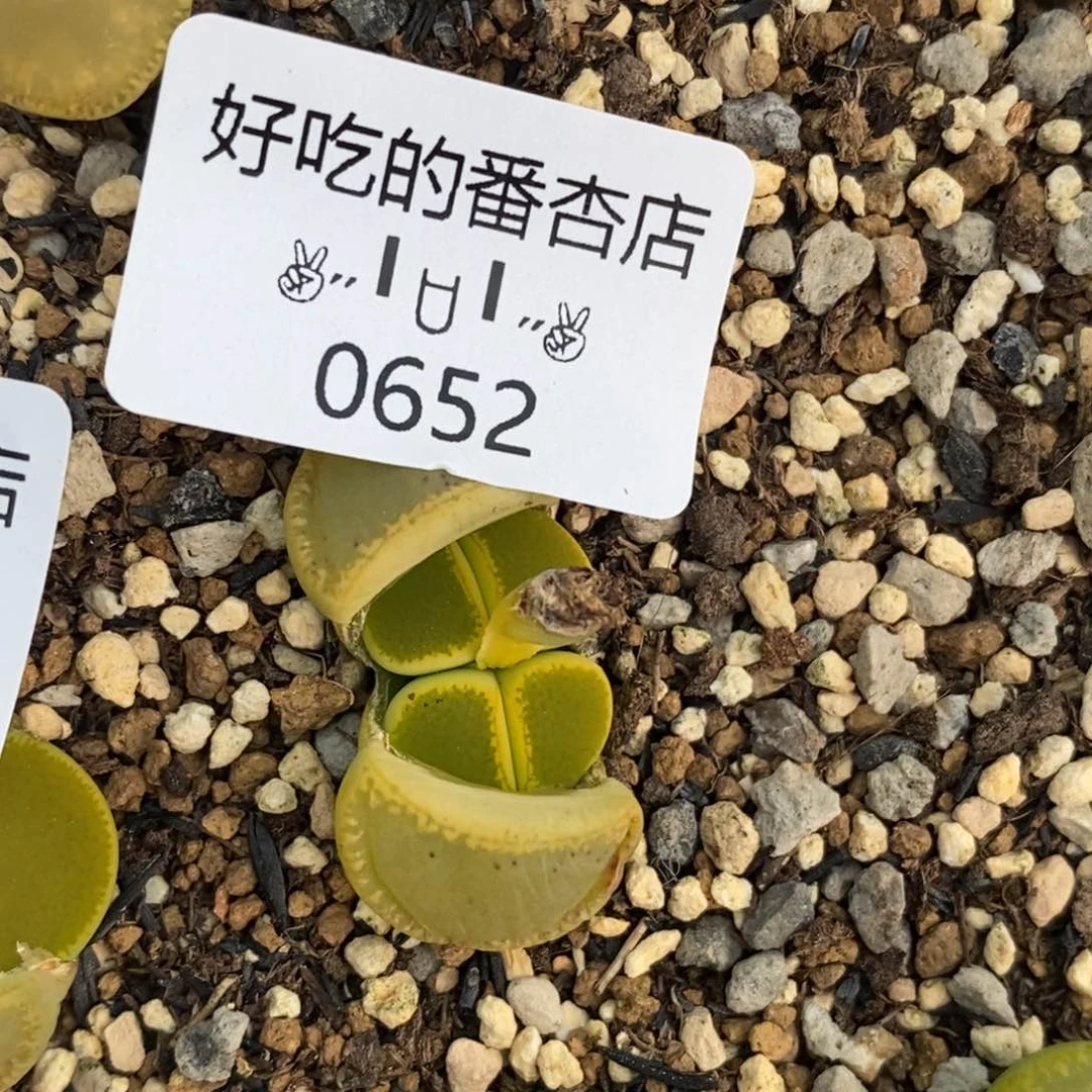 山*0652。零下拍保温。