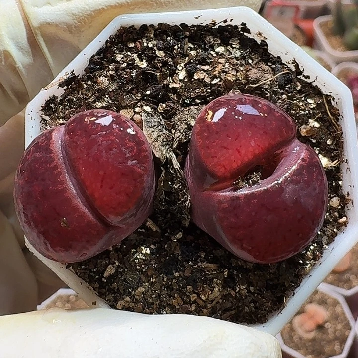 生石花1111122。    338