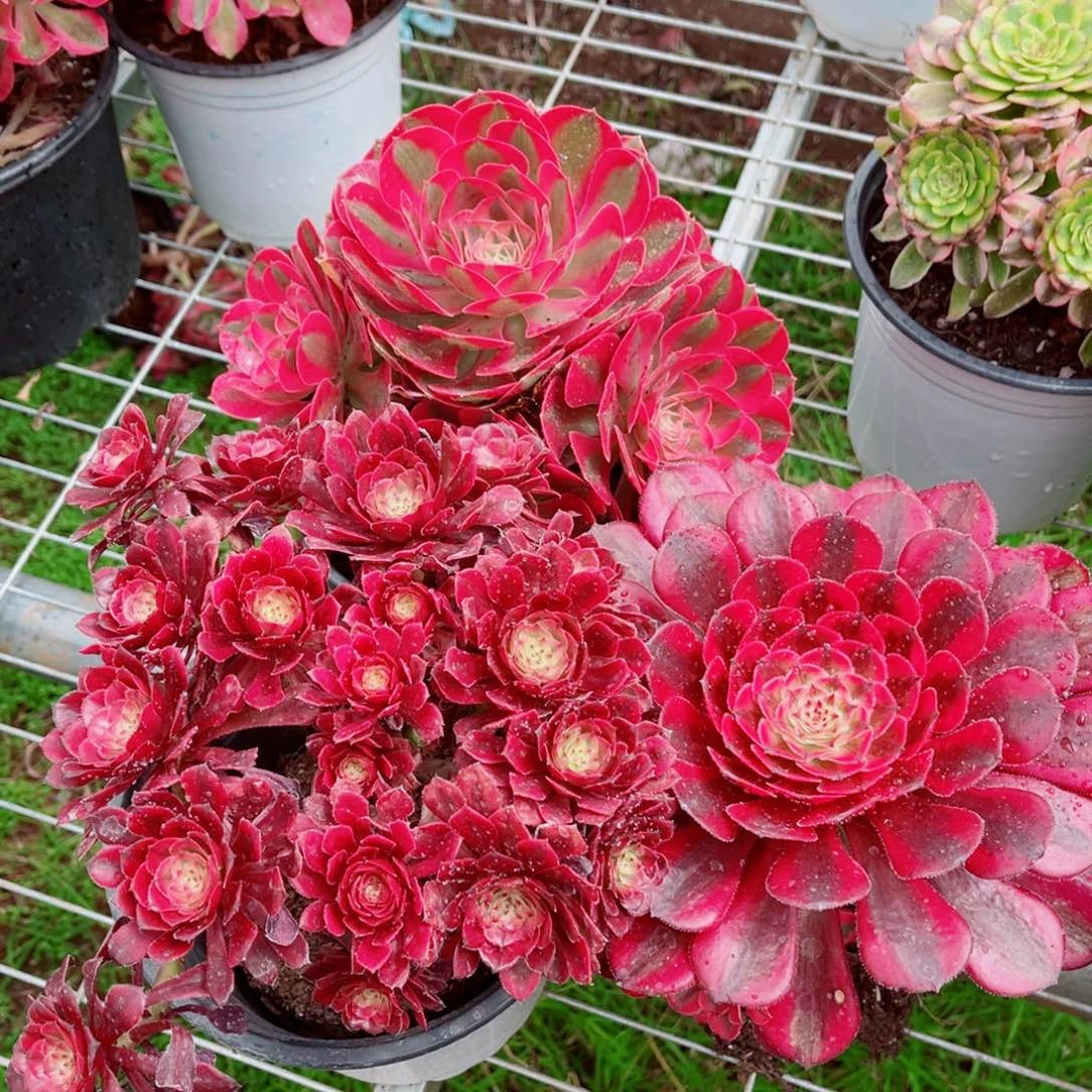 七彩石+老桩月婵+月光