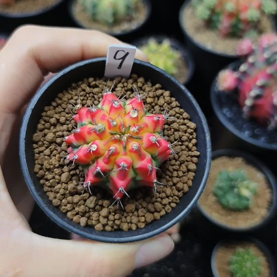 好彩花蝴蝶侧芽自根