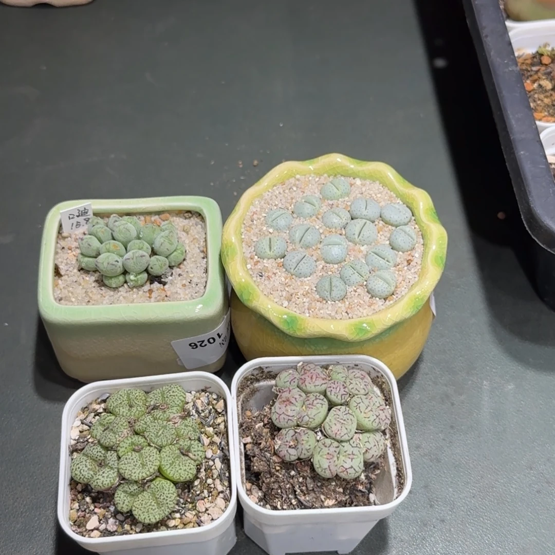 ＆****蘑菇1036花花花花花花